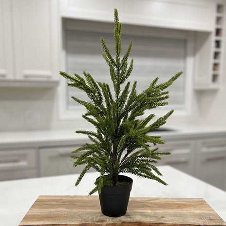 Potted Fresh Touch Norfolk Pine