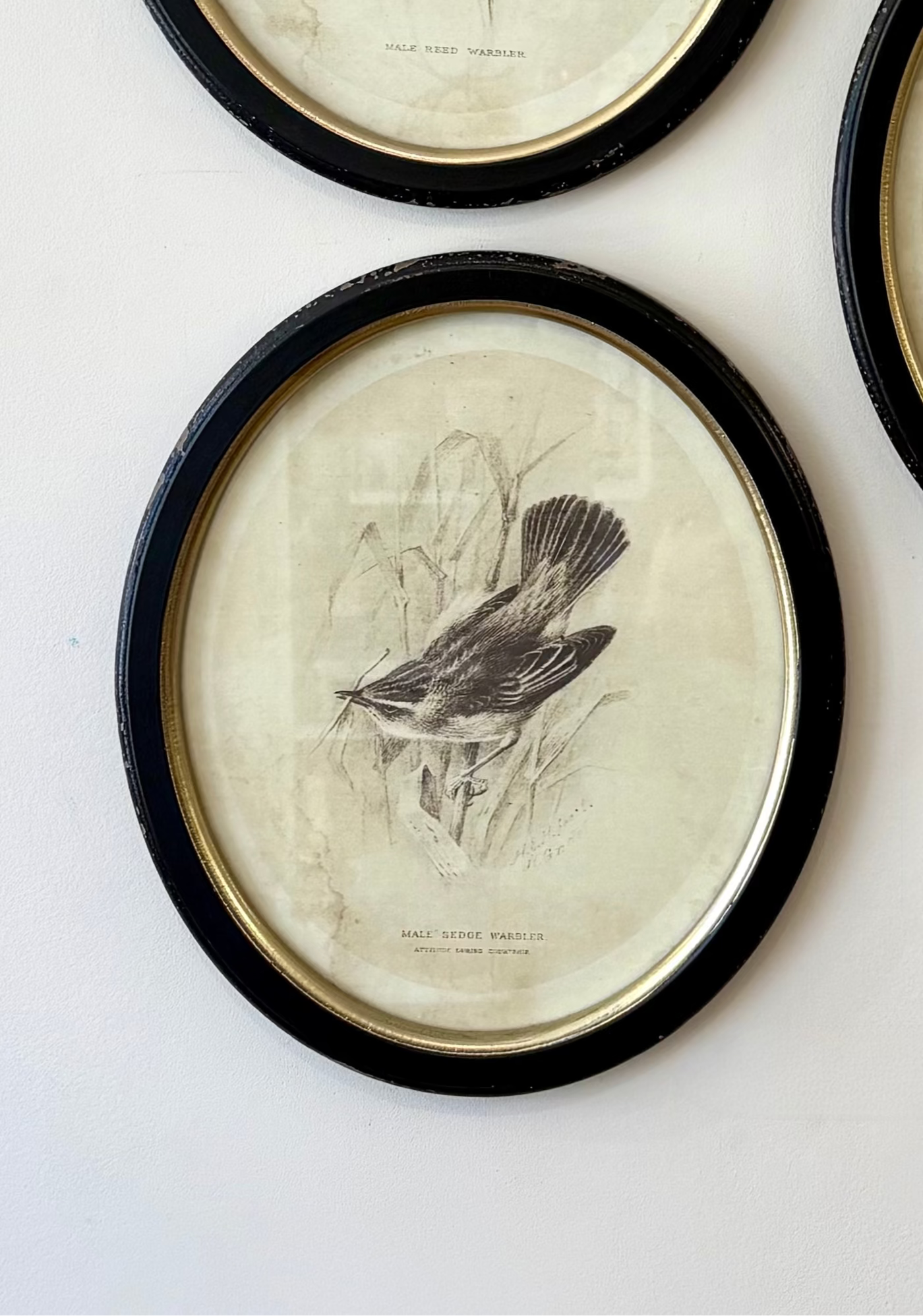 Sketch Bird Prints