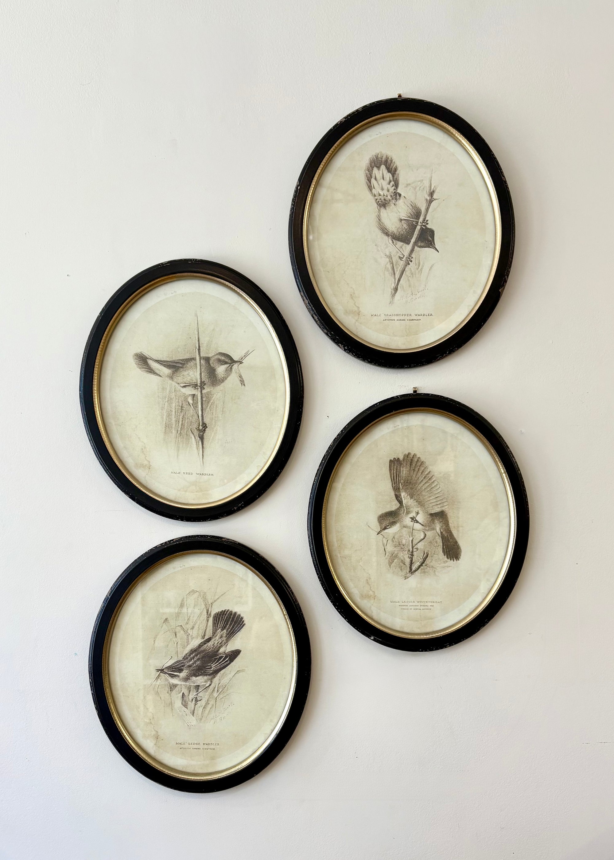 Sketch Bird Prints