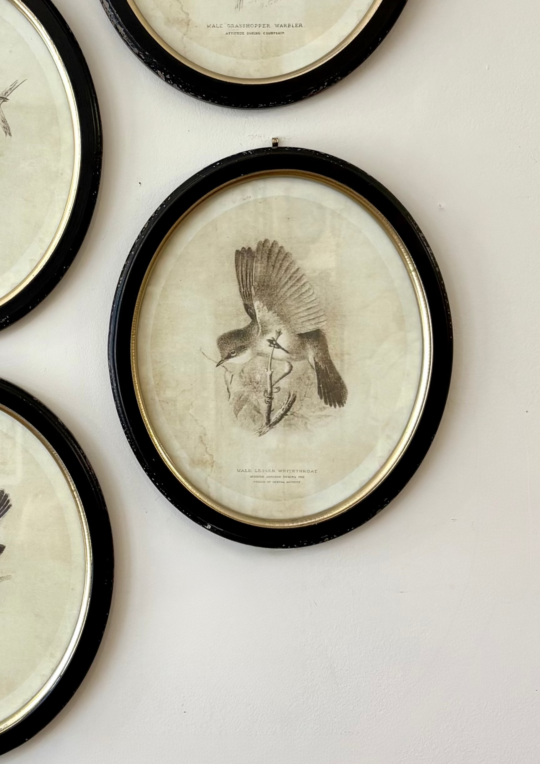 Sketch Bird Prints