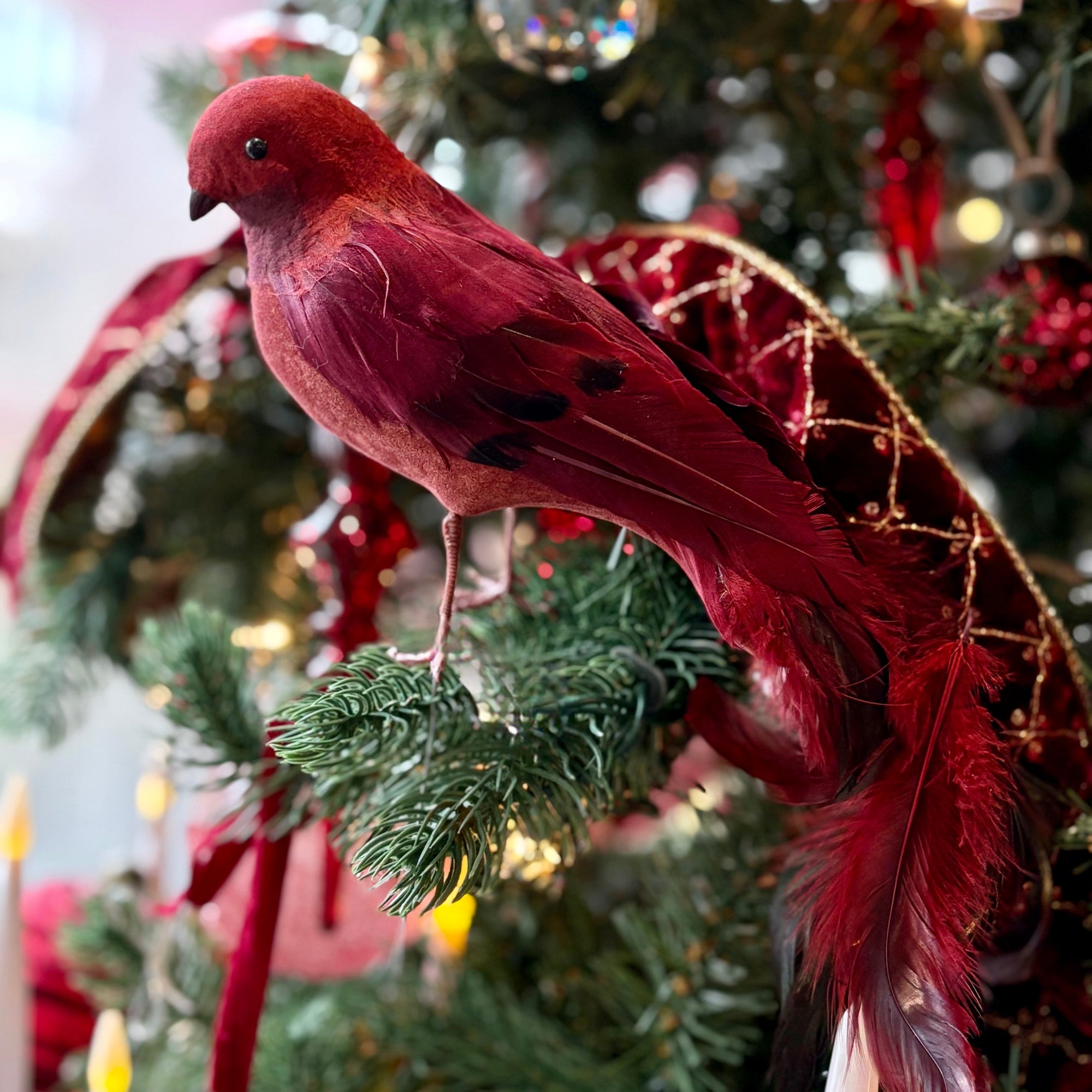 Royal Christmas Bird