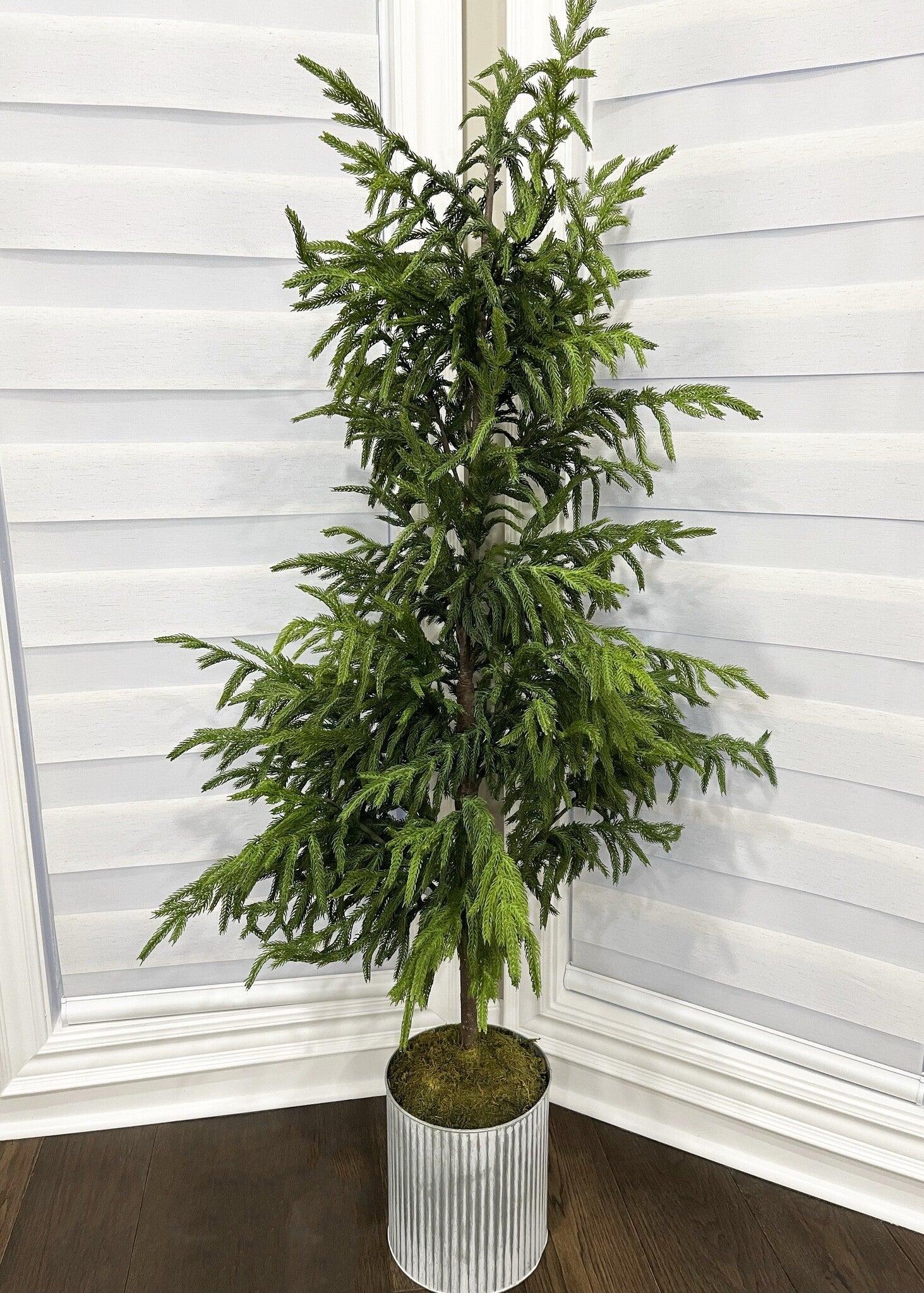 60" Fresh Touch Norfolk Pine Potted Tree