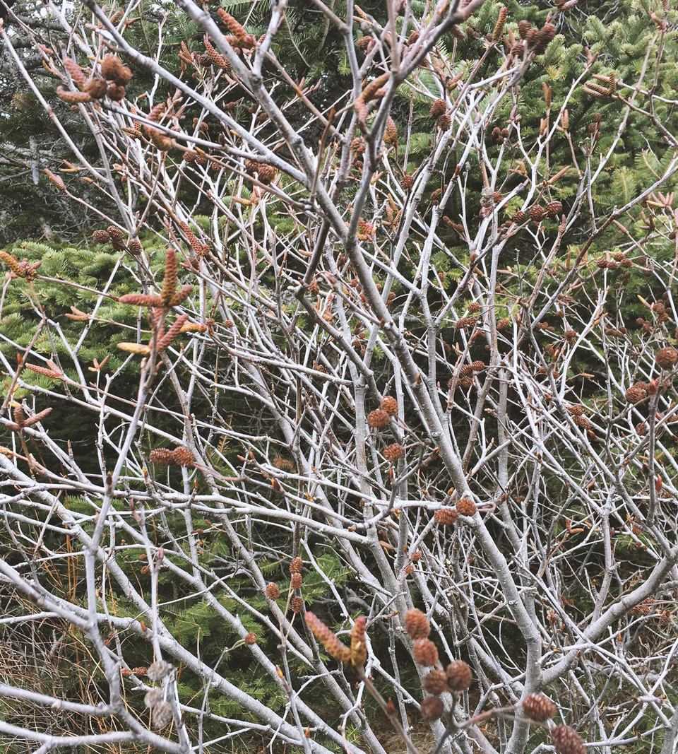 Newfoundland Green Alder Sea Salt