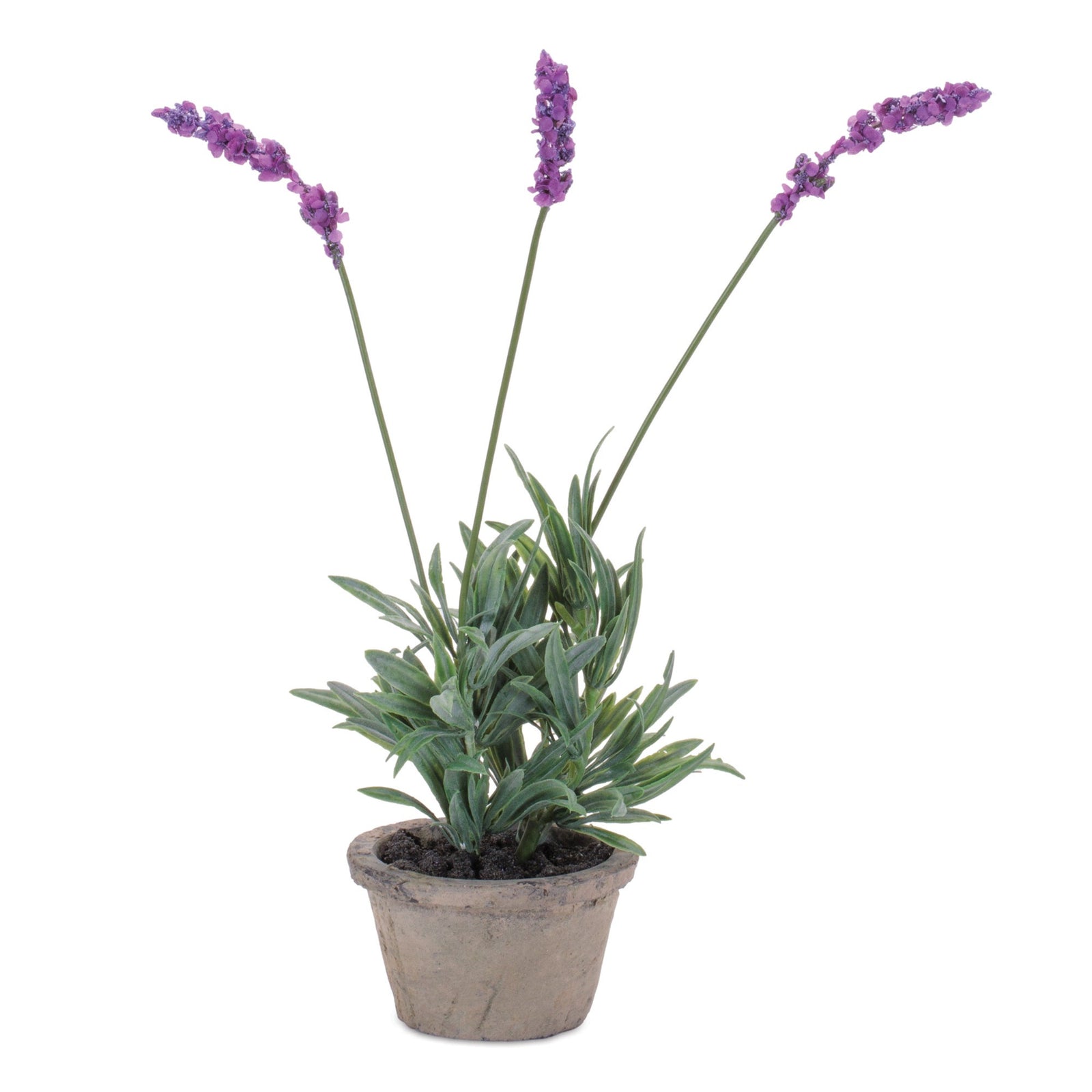 Dainty Potted Lavender